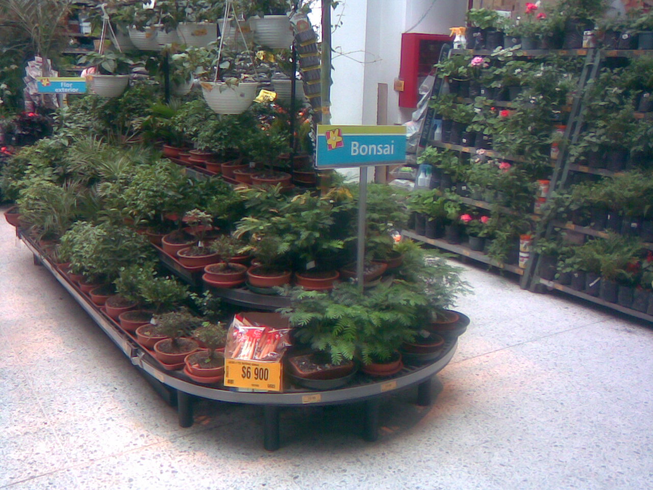 plantas vivas en estanterías planta viva vivero jardín estante para plantas vivas mostrador exhibidor de plantas vivas mostrador de plantas vivas en repisa armario tarima estantes de matas 0011 plantas vivas en estanterías planta viva vivero jardín estante para plantas vivas mostrador exhibidor de plantas vivas mostrador de plantas vivas en repisa armario tarima estantes de matas 0011
